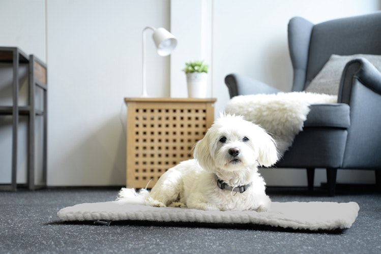 Petlando Daisy Decke grau