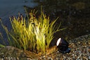 Vorschaubild Pontec Teich- und Gartenbeleuchtung PondoStar LED Set 1