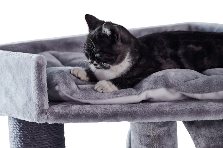 Nobby Kratzbaum Adile 60x60x166cm grau