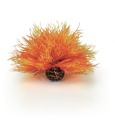 biOrb Seelilie feuer (46085)