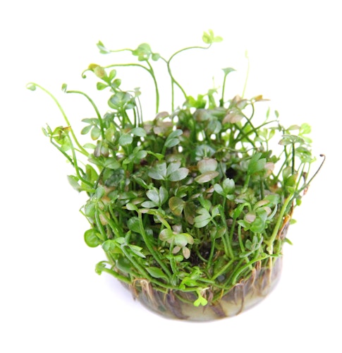 Marsilea hirsuta In-Vitro