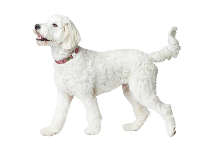 HUNTER Inari pastellrot Hundehalsband