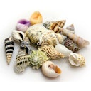Vorschaubild HOBBY Natur Sea Shells Aquarieneinrichtung