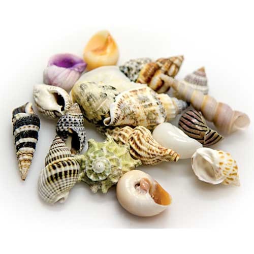 HOBBY Natur Sea Shells Aquarieneinrichtung