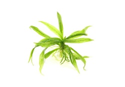 Helanthium bolivianum 'Quadricostatus' In-Vitro