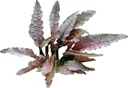 Vorschaubild Cryptocoryne sp. 'Flamingo' Topf