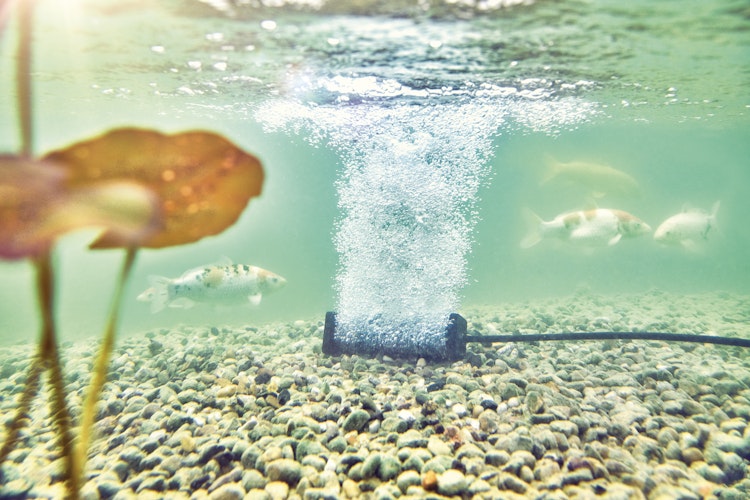 Oase Belüfterszab S für AquaOxy