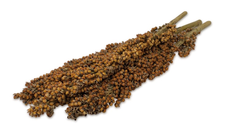 JR FARM Dari-Kolben 100g Kleintiersnack