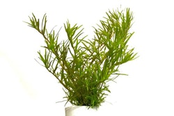 Rotala sp. 'Wayanad' In-Vitro