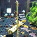 Vorschaubild Shrimp Stick Gemüse/Algen Lolly (10 Stück) Garnelenfutter