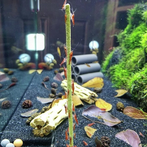 Shrimp Stick Gemüse/Algen Lolly (10 Stück) Garnelenfutter