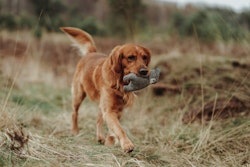 HUNTER Billund Bär grau Hundespielzeug