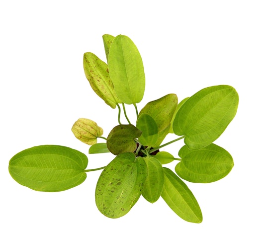 Echinodorus 'Getüpfelter Harbich' Topf