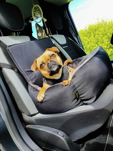 LEBON Siggi – Autobett Hundetransport