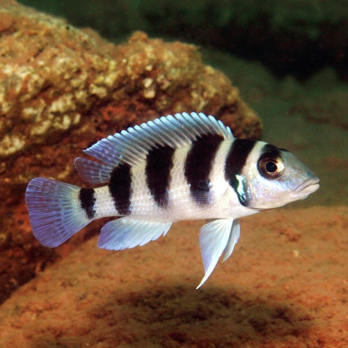 JBL ProAquaTest GH Gesamthärte