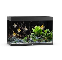 JUWEL Rio 290 LED schwarz Aquarium