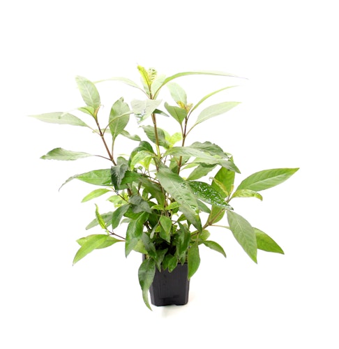 Hygrophila corymbosa 'Stricta'