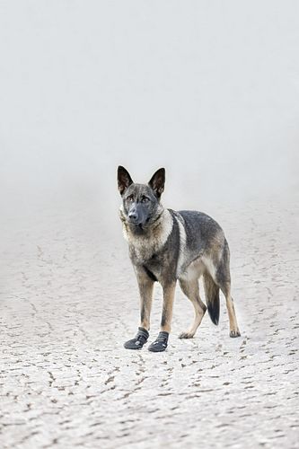 TRIXIE Pfotenschutz Walker Active schwarz (2 Stück)