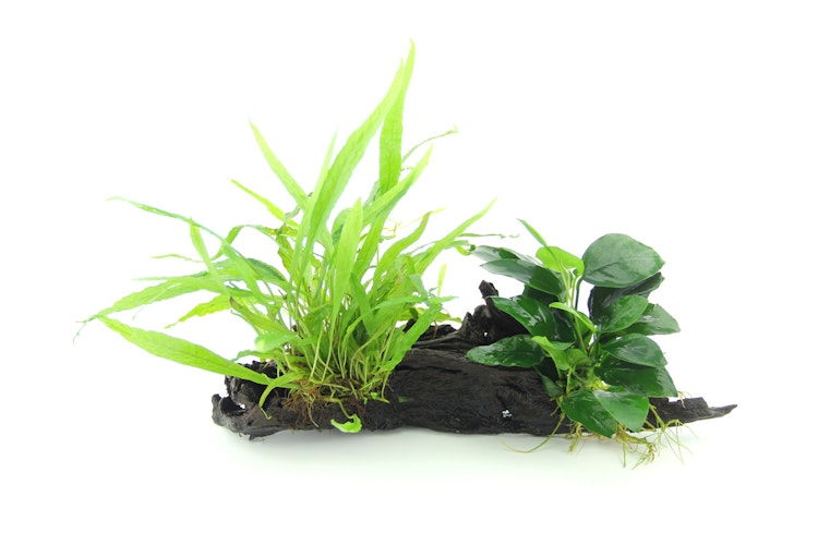 Microsorum pteropus + Anubias nana 28 x 10 x 20 Centimeter Wurzel