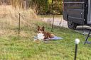 Vorschaubild TRIXIE Mobiler Hundezaun, 15 m, schwarz