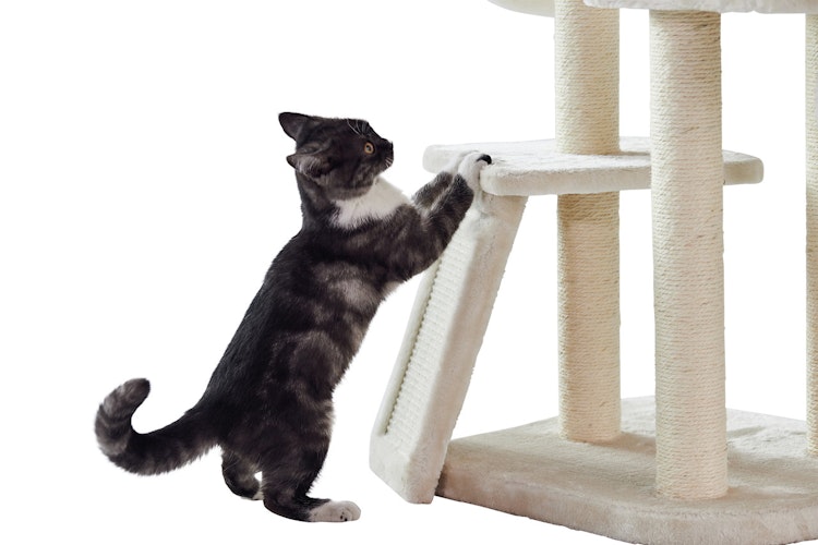 Nobby Kratzbaum Classic Dilan 50x40x137cm cream