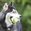 Vorschaubild KONG Air Squeaker Tennisbälle (3 Stück) Hundespielzeug