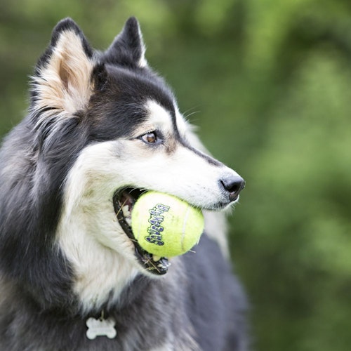 KONG Air Squeaker Tennisbälle (3 Stück) Hundespielzeug