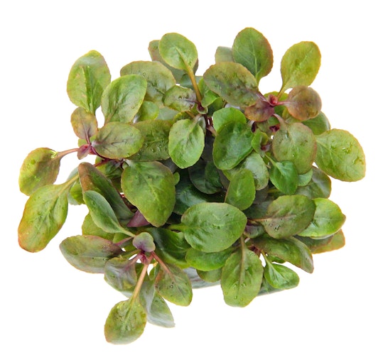 Lobelia cardinalis 'Mini' Topf