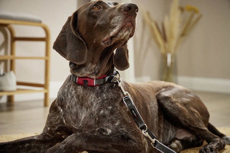 Wolters Active Pro Comfort rot Hundehalsband