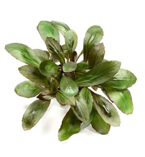 Lobelia cardinalis Topf