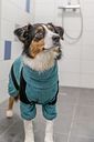 Vorschaubild TRIXIE Bade- und Hausoverall für Hunde, Frottee, petrol