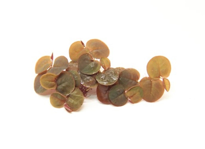 Phyllanthus fluitans In-Vitro