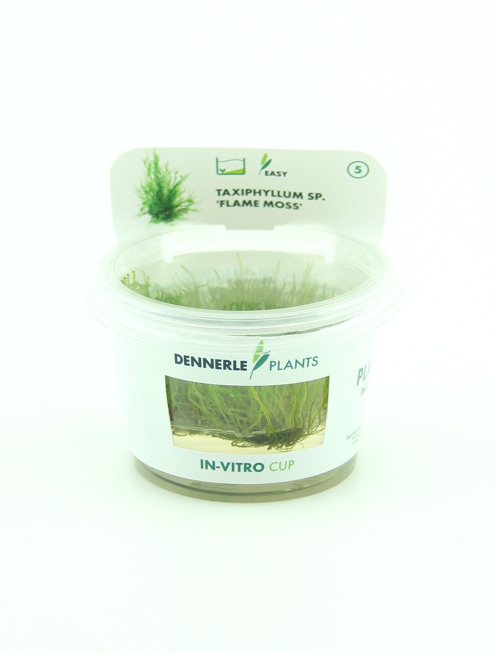 Taxiphyllum sp. 'Flammenmoos' In-Vitro