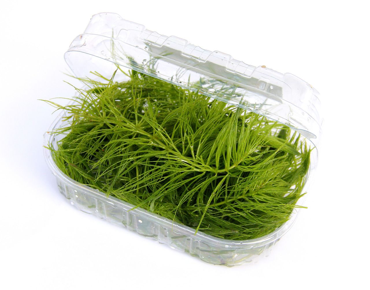 Ceratophyllum demersum Portion