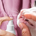 Vorschaubild Tierliebhaber Dentalspray für Katzen