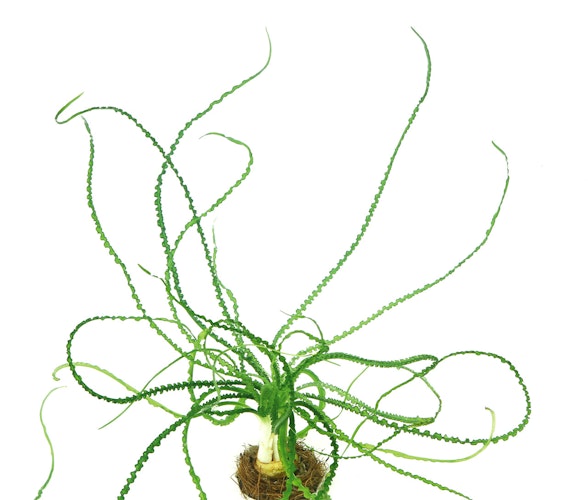 Crinum calamistratum Topf