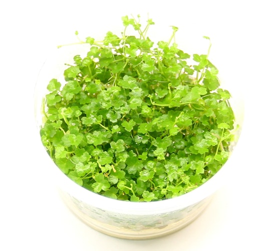Hydrocotyle tripartita 'Mini' In-Vitro