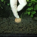 Vorschaubild JBL PROFLORA 7 + 13 Kugeln