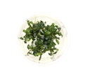 Vorschaubild Bucephalandra micrantha 'Needle Leaf' In-Vitro