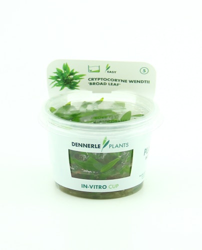 Cryptocoryne wendtii 'Broad Leaf' In-Vitro