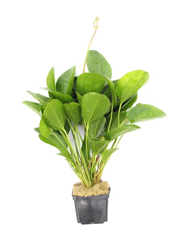 Echinodorus 'Kleiner Bär'