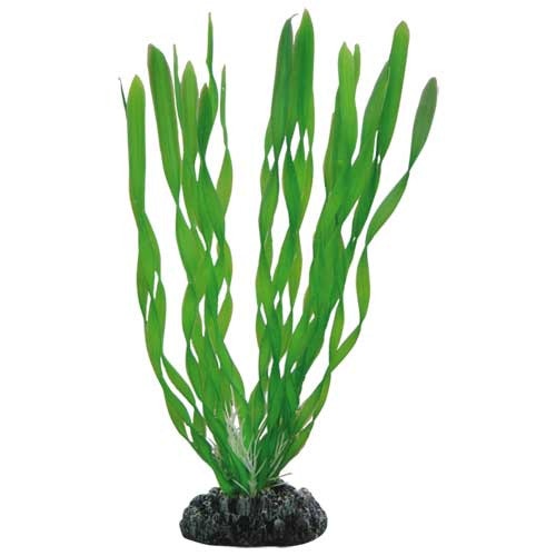 HOBBY Plant Vallisneria Aquarieneinrichtung