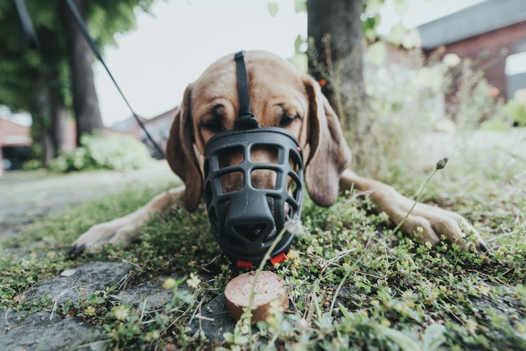 HUNTER Maulkorb Albury schwarz Hundetransport