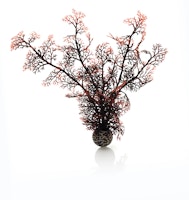 biOrb Hornkoralle mittelgroß dunkelrot (46071)