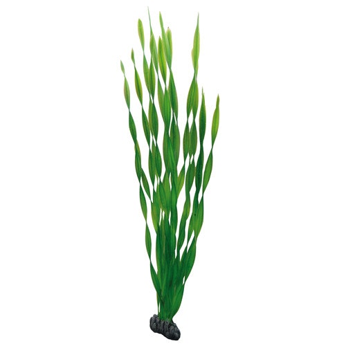 HOBBY Plant Vallisneria Aquarieneinrichtung