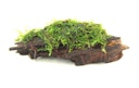 Vorschaubild Mooswurzel 10 x 3 x 4 Centimeter