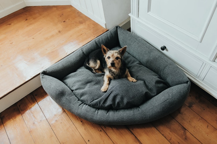 HUNTER Ecksofa Livingston anthrazit Hundeschlafplatz