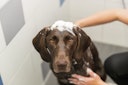 Vorschaubild TRIXIE Neembaum-Öl Shampoo 250ml Hund