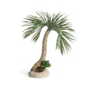 Vorschaubild biOrb Palme Seychellen L (72680)