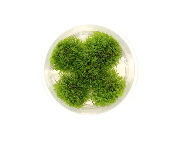 Riccardia chamedryfolia In-Vitro